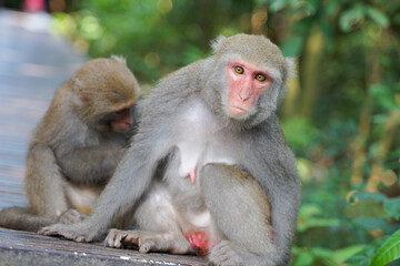 Two Formosan macaques live in Shoushan National Nature Park of Kaohsiung city, Taiwan, also called Macaca cyclopis.