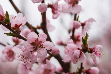 Peach flowers. Small depth of field