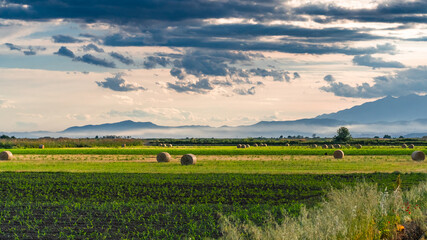 Fototapeta premium large round bales of hay at the fields