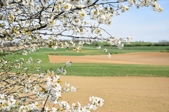 Kirschblüte am Ackerrand im Weinviertel