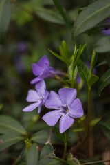 Periwinkle flower. Small depth of field