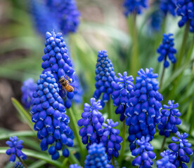 close up of blue hyacinth