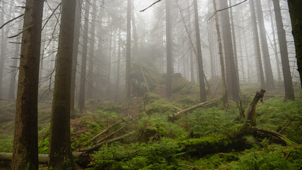 Dark and misty forest in the Stolowe Mountains, Radkow, Poland.