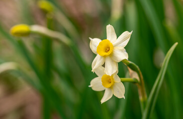 Fototapeta premium daffodils in spring