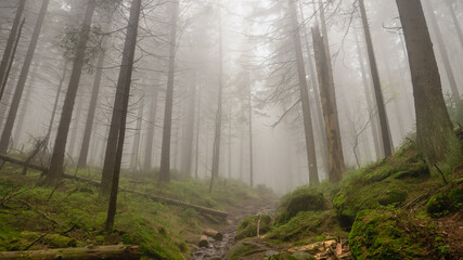 Fototapeta na wymiar Dark and misty forest in the Stolowe Mountains, Radkow, Poland.