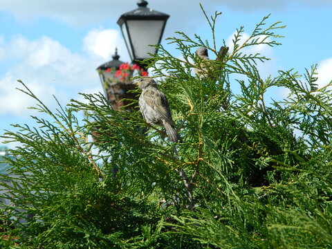 bird