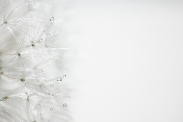 Pusteblume mit Regentropfen close up, Hintergrund weiß