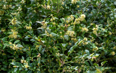 Spring in the mountains, boxwood blooms in the natural environment on a sunny day.