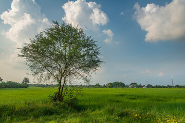 Paddy Field