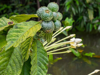 Amazonia, plant