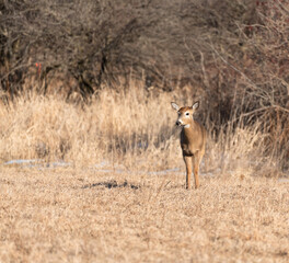 deer in the wild
