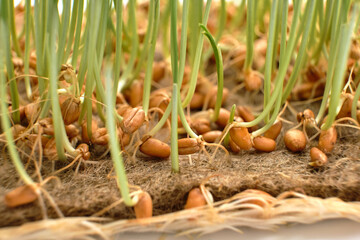 Extreme macro close-up of wheat microgreens sprout.