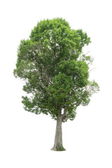 A picture of a tree on a white background