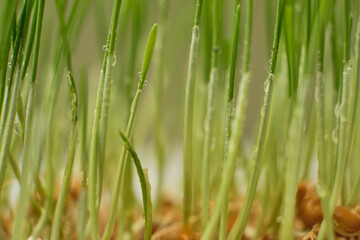 Sprouted wheat grains close up. Germination of microgreens at home.