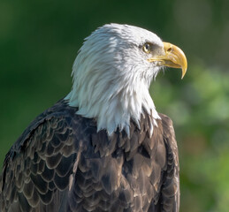american bald eagle