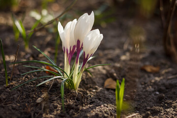 The first spring flowers Crocus. Small depth of field