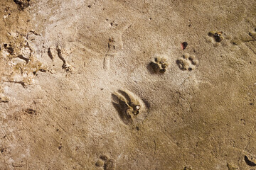 Concrete. Texture. Cat footprints. Top view