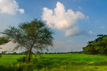 Paddy Field