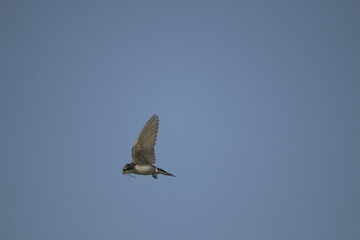 Swallow flying 