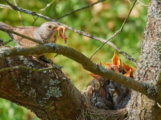 Bird Fieldfare (Turdus pilaris). Fieldfare feeds chicks in the nest. Parent collects the chicks' secretions