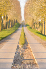 Rural road with cement, sand and gravel is surrounded by trees at sunrise.