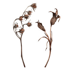 Obraz premium Dried flowers isolated on white background. Watercolor illustration