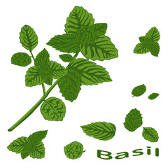 Naklejka na ściany i meble Fragrant spice – Green basil close-up isolated on white background. Basilicum. Vector illustration of green vegetables.