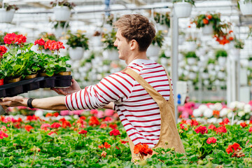 Side view of handsome gardener in overalls and striped shirt taking a box with geranium flower pots. Plants delivery. Customer service in the plants store concept.
