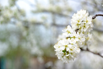 plum blossom, for creating background and texture
