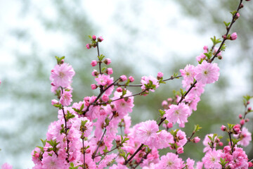 almond blossom, for creating background and texture