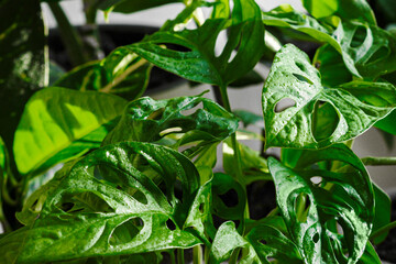 Obraz premium Close-up of leaves of Monstera Monkey Mask or Monstera Adansonii or monstera obliqua. Botany home decor with a lot of plants.