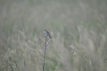 Small bird on branch
