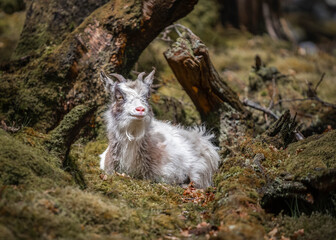 Obraz premium Welsh mountain goats wild in rocky slate quarry mine hillside. Bearded exploring hillside of Snowdonia will long hair and horns roaming the wilderness countryside with hillside behind.