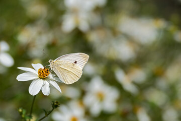cabbage white butterfly on white flower