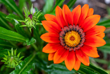 orange gerbera flower