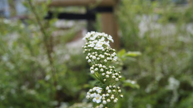 Fie Bilder Durchsuchen 1,457 Archivfotos, und Videos