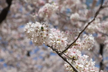cherry tree blossom