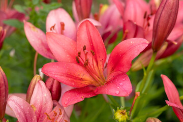 Fototapeta na wymiar Flowers Of Hemerocallis Grow In Summer Flofered Garden.