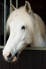 Obraz premium portrait of a pretty white horse