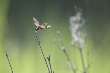 Striped brown dragonfly on twig perch