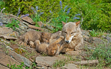 Naklejka na ściany i meble Timber wolf with cubs