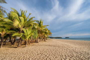 Lots of palm trees on a sandy beach with sunset light. Summer and travel concept