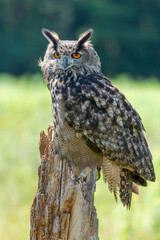 great horned owl