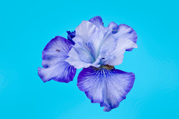 Blue Siberian iris on baackground