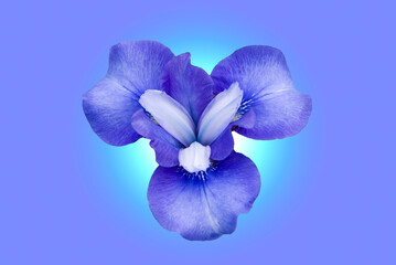 Blue Siberian iris,blue background