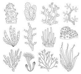 Marine algae, ocean seaweed and corals silhouettes. Underwater algae. Aquarium plants collection. Marine life. Isolated corals and algae. Underwater flora