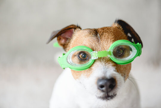 Funny Dog Wearing Swimming Glasses Ready To Dive Underwater In Pool