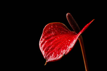 red flower bud on black background