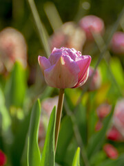Closeup of a pink tulip