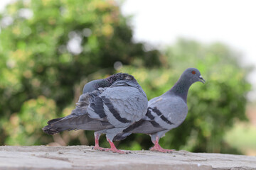 Two adorable gray pigeons standing on the stone in the park